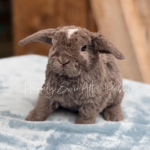 be53daf5-713a-4e6d-9a30-e0090b765a4c - Happily Ever After Rabbitry Adopt a Mini Plush Lop Bunny from Happily Ever Rabbitry! Conveniently Located in PA