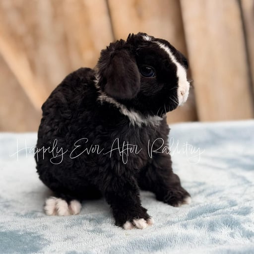 c8523de1-b847-4f80-98b1-f4590b41fb67 - Happily Ever After Rabbitry Local Mini Plush Lop Bunnies for Sale Near You