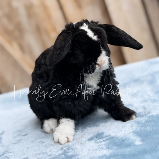 cf4b0f11-d8fb-450b-b5f8-8a7e3c8e4b2e - Happily Ever After Rabbitry Beautiful rabbit for sale