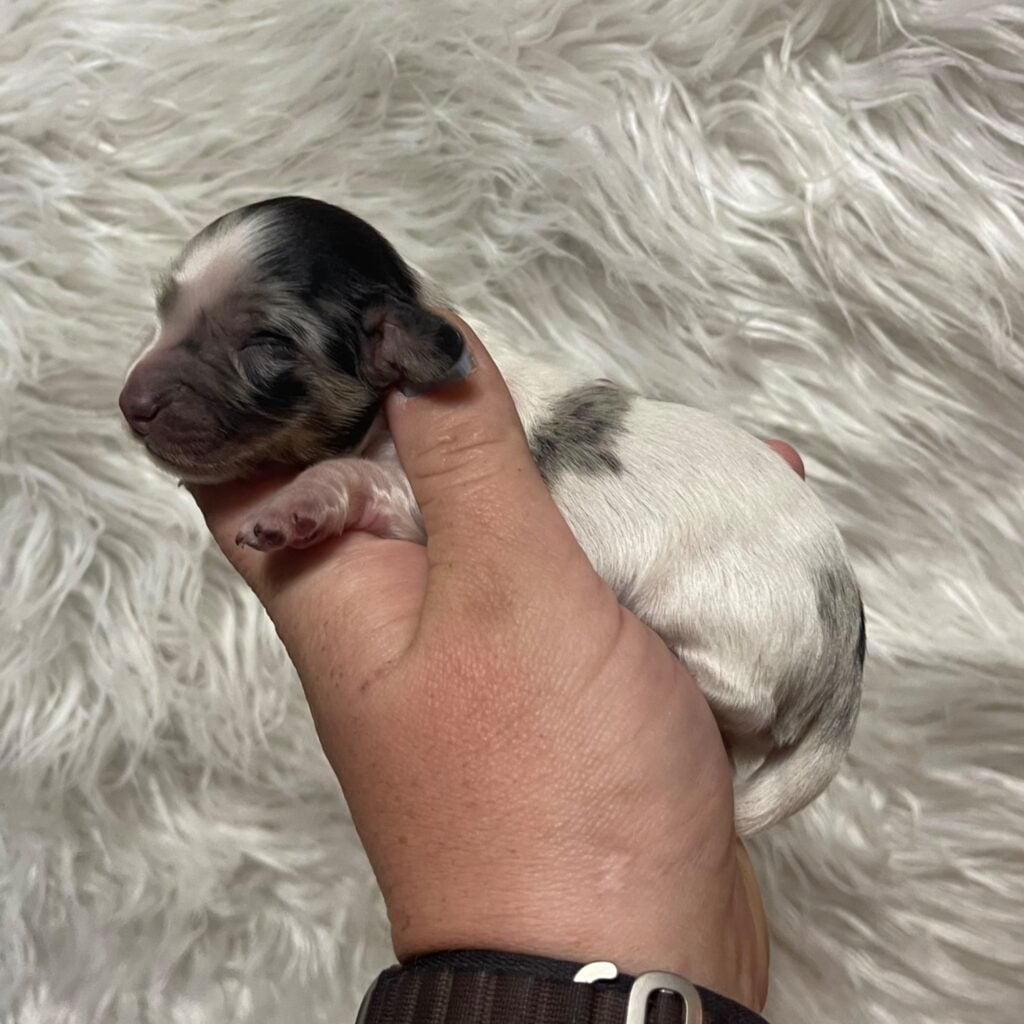 content - Happily Ever After Rabbitry