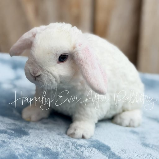 d318694c-da6e-4e77-bb65-32d23f5e4505 - Happily Ever After Rabbitry Cuddly Mini Plush Lops for sale; bring bunny joy to your home!