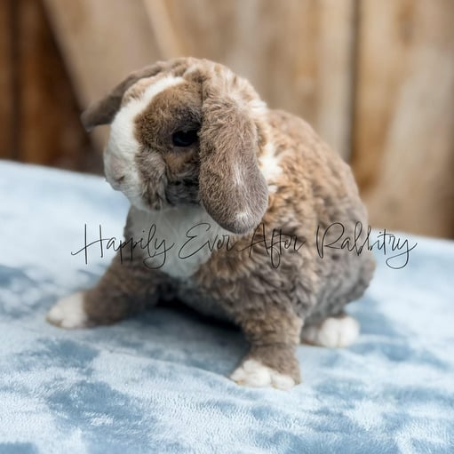 d89526e5-2ac6-4eb9-aa5f-9e7d448593f3 - Happily Ever After Rabbitry Mini Plush Lops For sale near you