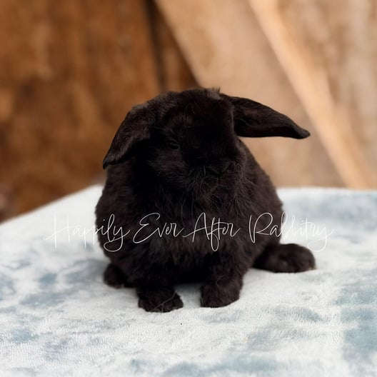 daac57d4-8676-4632-976b-a7b4205a8793 - Happily Ever After Rabbitry Pet bunny often searched as hypoallergenic, shown in calm indoor setting