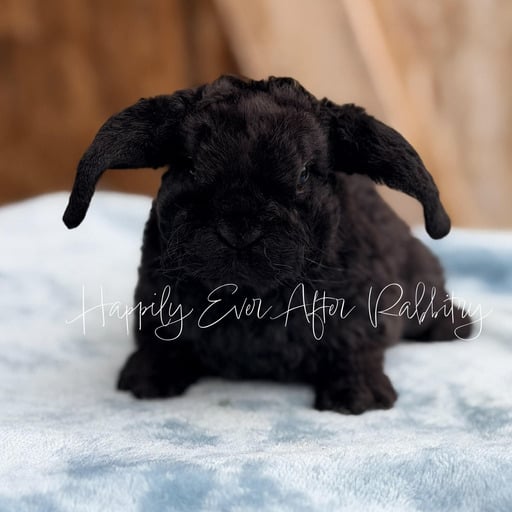 db9818f9-3945-4bf6-83aa-3f82931e1d90 - Happily Ever After Rabbitry Adopt Your New Bunny Companion - Mini Plush Lop for Sale