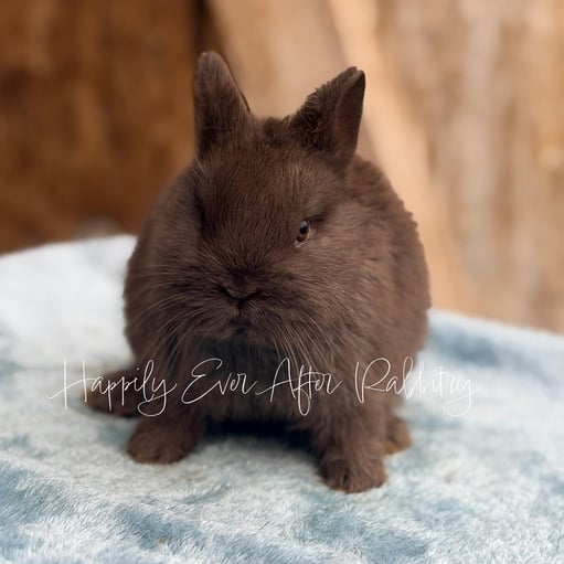 e8b3c539-8899-4f35-aa6c-96dca7dea09a - Happily Ever After Rabbitry mini dwarf rabbit for sale