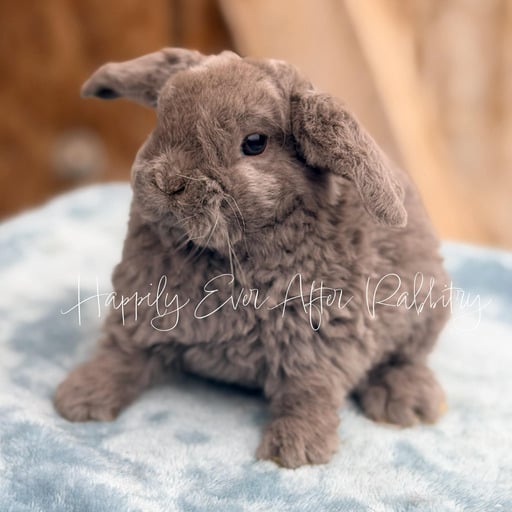 ed94a17a-9e55-4e7b-8224-1d6140025531 - Happily Ever After Rabbitry Pet rabbit raised with consistent litter training practices