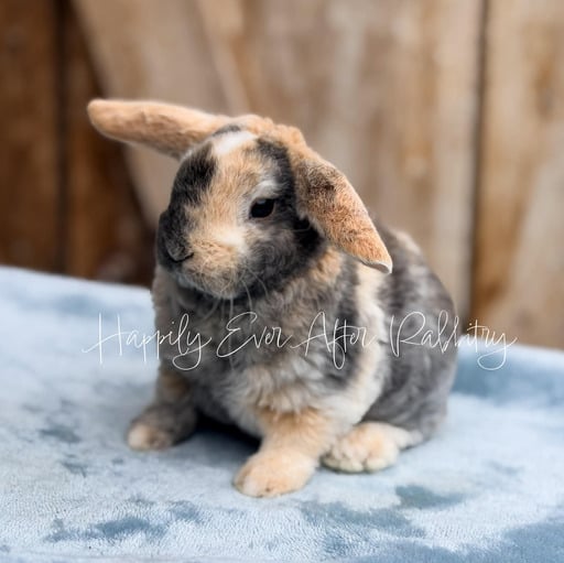 ee0291d1-6e26-4ada-82ef-59de21777fd7 - Happily Ever After Rabbitry Sweet Mini Plush Lop Bunny Looking for a Forever Home