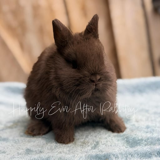 f3a96e59-08e0-4d85-a32e-ba007a36ed7e - Happily Ever After Rabbitry mini dwarf rabbit for sale