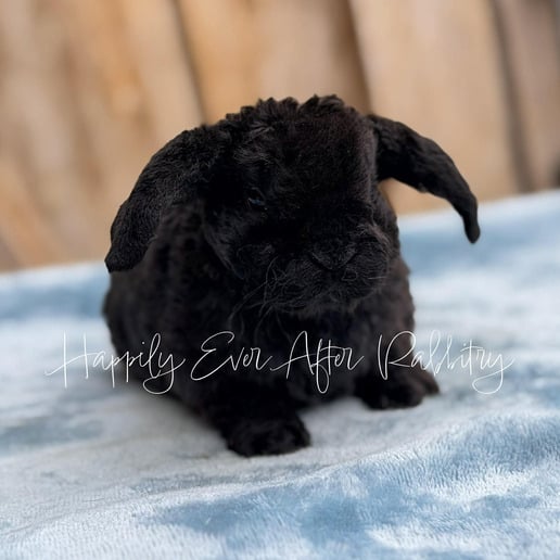f75bb513-1a2c-4282-8458-eaee59987a69 - Happily Ever After Rabbitry Adopt Your New Bunny Companion - Mini Plush Lop for Sale