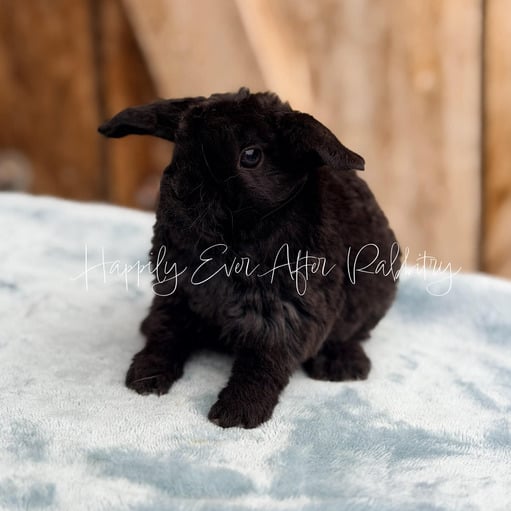 fff6267c-39bf-4ce3-af7c-c85e50621846 - Happily Ever After Rabbitry Adorable rabbit for sale; Mini Plush Lop edition!