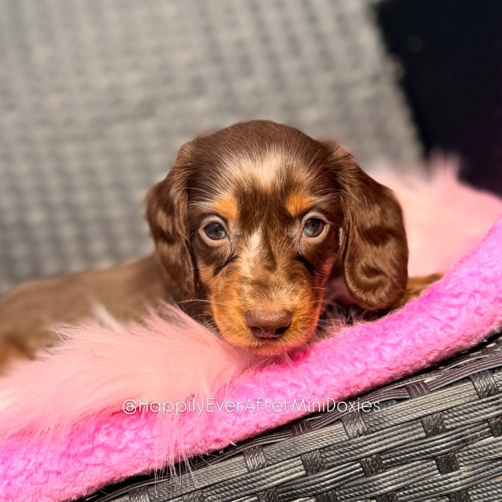 656290027_18051914222709955_6312437487108858476_n - Happily Ever After Rabbitry rare chocolate and tan dapple miniature dachshund longhair puppies