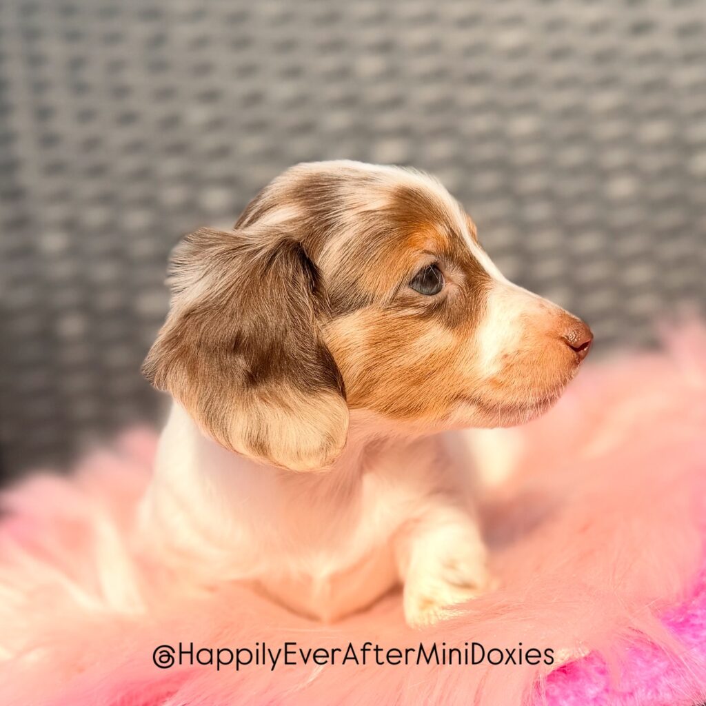 656292976_18051907964709955_3641948099740568995_n - Happily Ever After Rabbitry Miniature longhair dachshund puppy for sale with silky coat and sweet expression