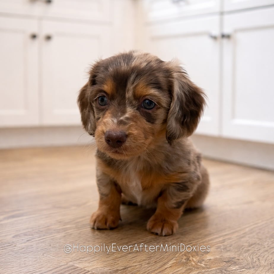 656861443_18051955460709955_6465357027036331247_n - Happily Ever After Rabbitry mini longhair dachshund color genetics explained red cream chocolate and tan dapple piebald sable brindle