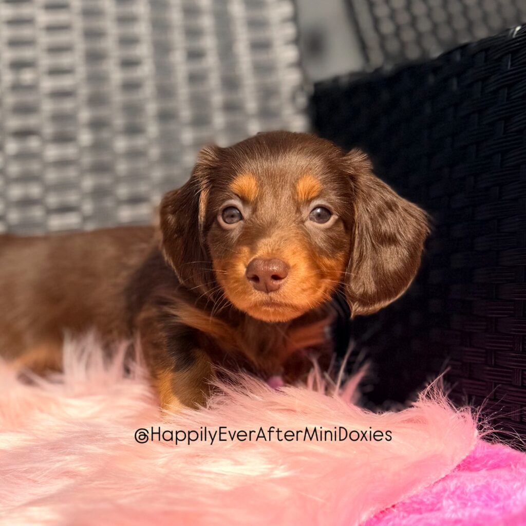 657652853_18051799076709955_4867593573400529523_n - Happily Ever After Rabbitry high quality chocolate and tan longhair dachshund puppies