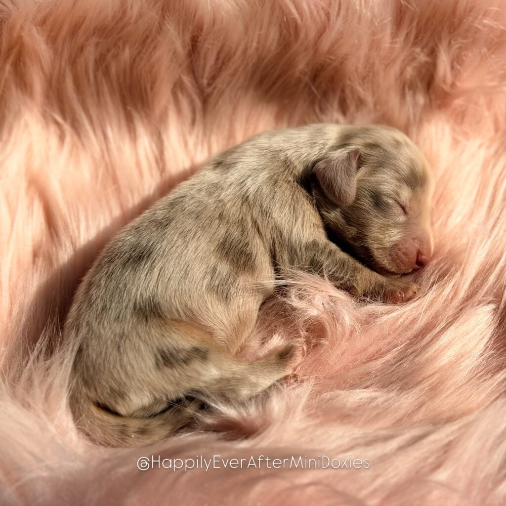 657707119_18052987616709955_8231958327959838255_n - Happily Ever After Rabbitry chocolate and tan dapple miniature longhair dachshund puppies available
