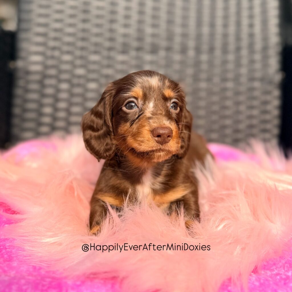 657726477_18051913484709955_1963279025036842462_n - Happily Ever After Rabbitry rare chocolate and tan dapple miniature dachshund longhair puppies