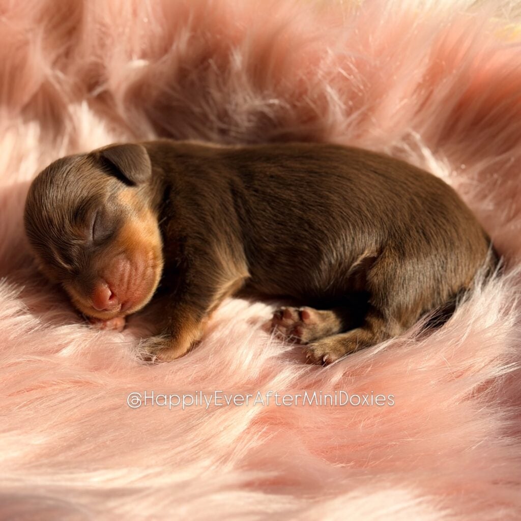 657748675_18052986623709955_4662606231715877380_n - Happily Ever After Rabbitry longhaired chocolate mini dachshund puppy for sale near me