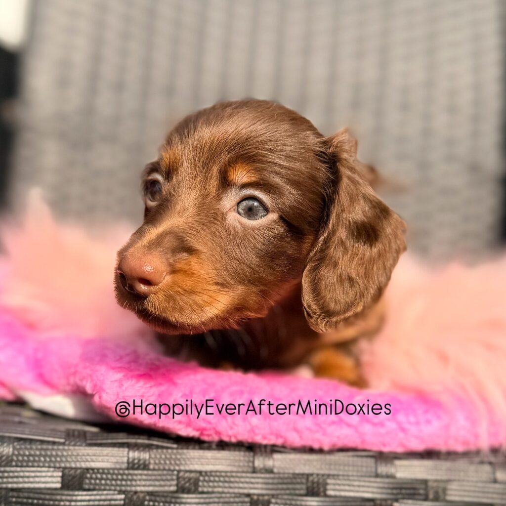 657829327_18051907076709955_6369230611175019856_n - Happily Ever After Rabbitry Mini longhair dachshund puppies for sale from responsible breeder
