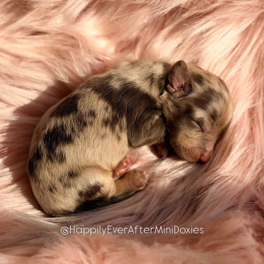 657888659_18052983152709955_15373494213219850_n - Happily Ever After Rabbitry chocolate and tan longhair dapple mini dachshund puppies for sale