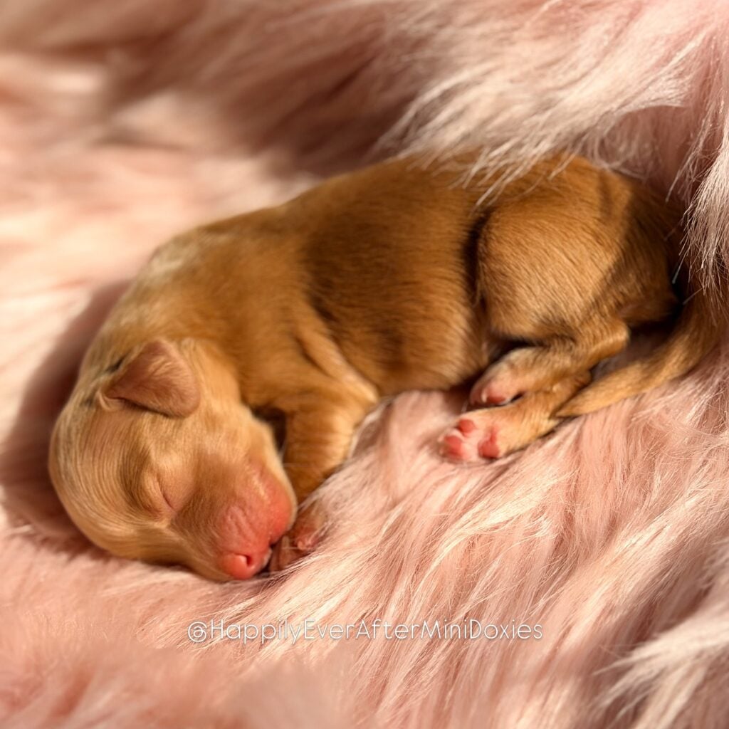 657950552_18052987952709955_5315666527502505540_n - Happily Ever After Rabbitry AKC parents chocolate and tan dapple cream longhair dachshund puppies