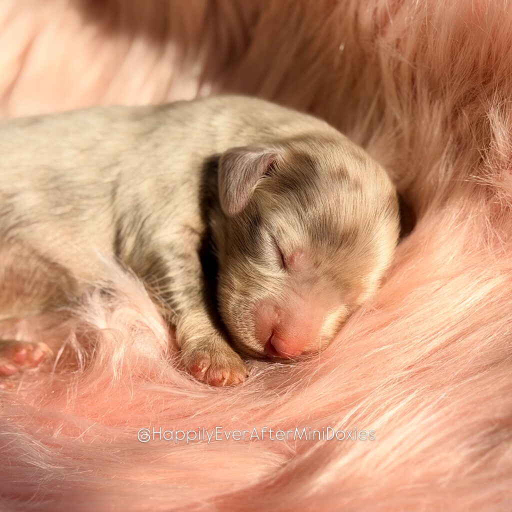 657962962_18052988132709955_5780869307202942544_n - Happily Ever After Rabbitry chocolate and tan longhair dapple mini dachshund puppies for sale