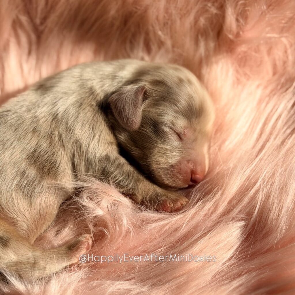 657962988_18052987625709955_110933263480797851_n - Happily Ever After Rabbitry chocolate and tan dapple miniature longhair dachshund puppies available