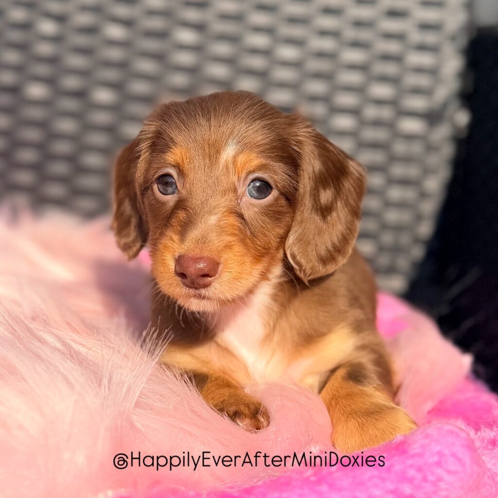 657988737_18051841658709955_4157078454064052789_n - Happily Ever After Rabbitry Long haired mini dachshund puppy sitting on blanket ready for new home