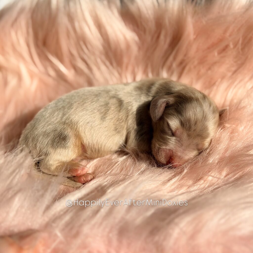 658150819_18052988108709955_5810571242844109581_n - Happily Ever After Rabbitry chocolate and tan longhair dapple mini dachshund puppies for sale