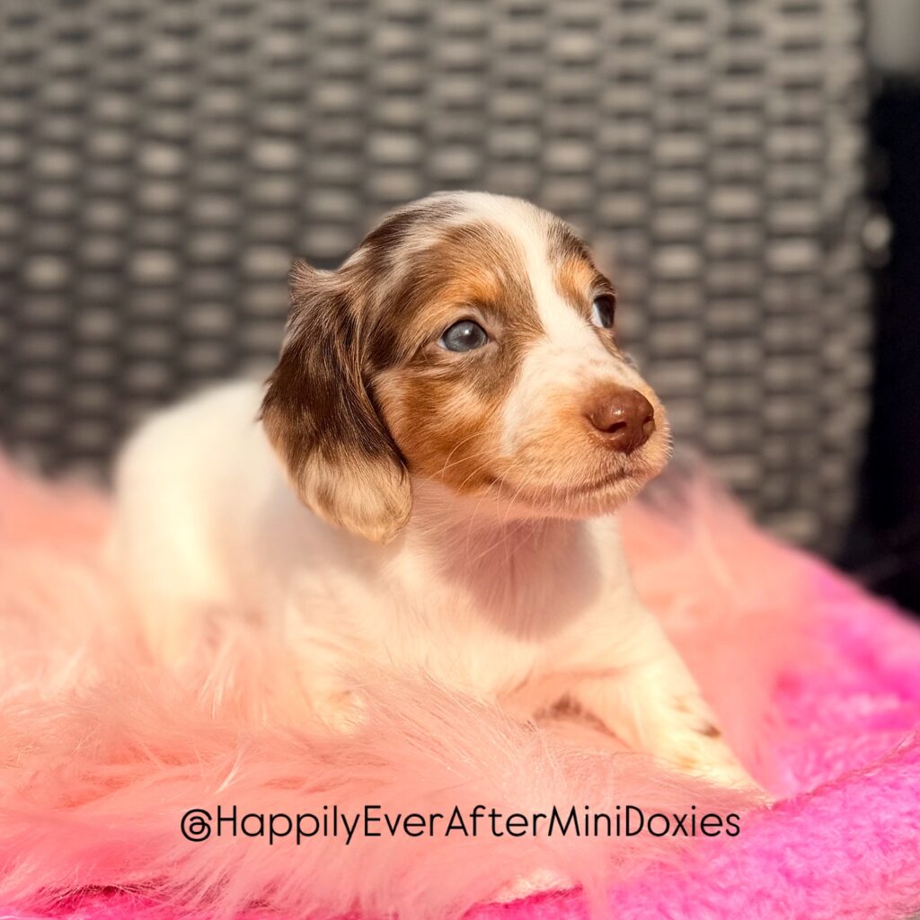 658214154_18051908411709955_6637945244845255675_n - Happily Ever After Rabbitry Miniature longhair dachshund puppy for sale with silky coat and sweet expression