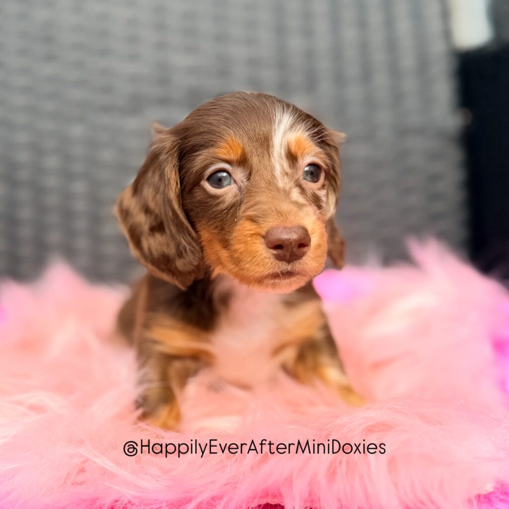 658423670_18051906872709955_8746630913895666772_n - Happily Ever After Rabbitry Chocolate and tan miniature longhair dachshund puppy for sale