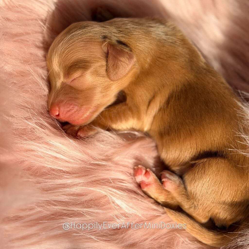658445785_18052987961709955_6637580683480962838_n - Happily Ever After Rabbitry AKC parents chocolate and tan dapple cream longhair dachshund puppies