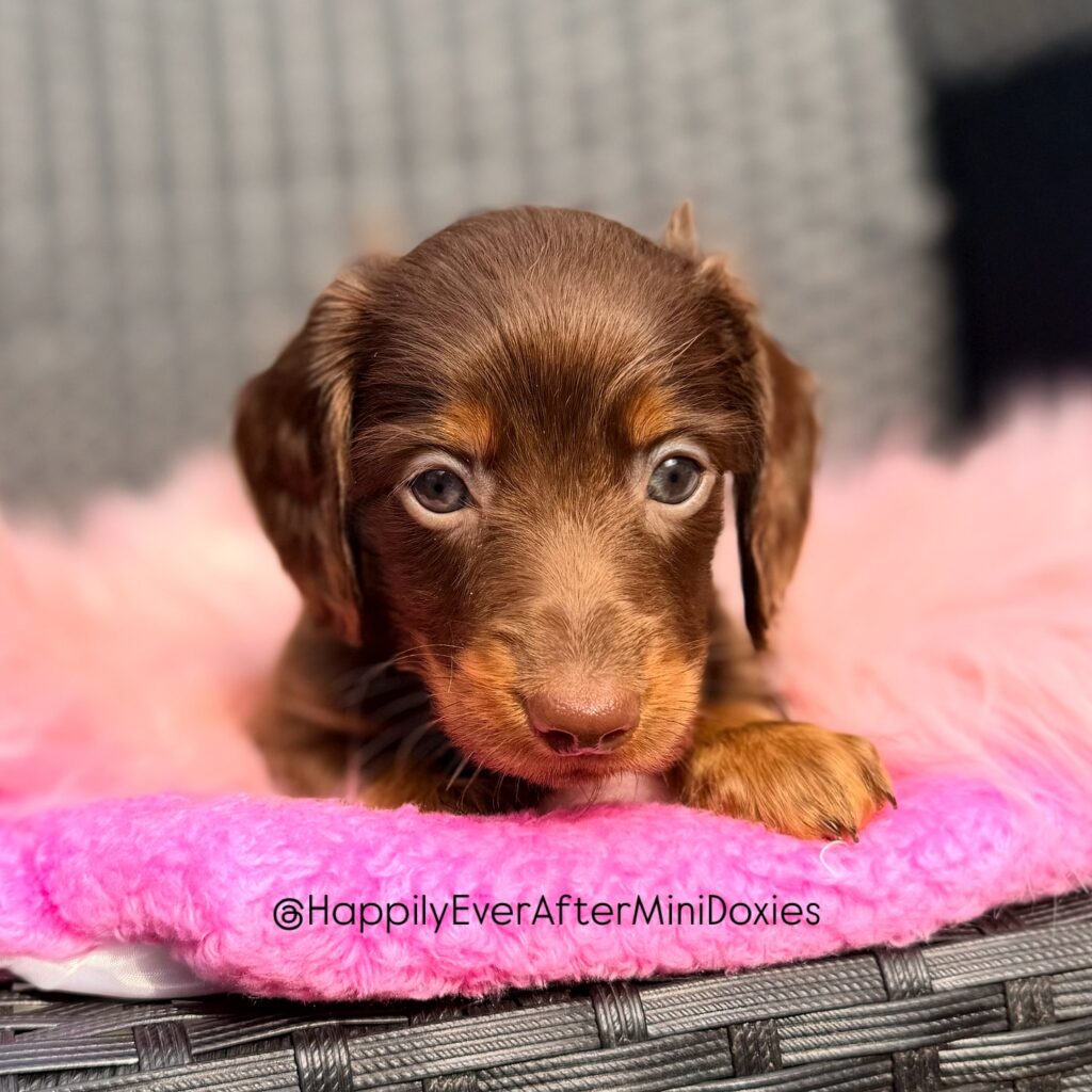 658663824_18051907370709955_2247072238554439073_n - Happily Ever After Rabbitry Mini longhair dachshund puppies for sale from responsible breeder
