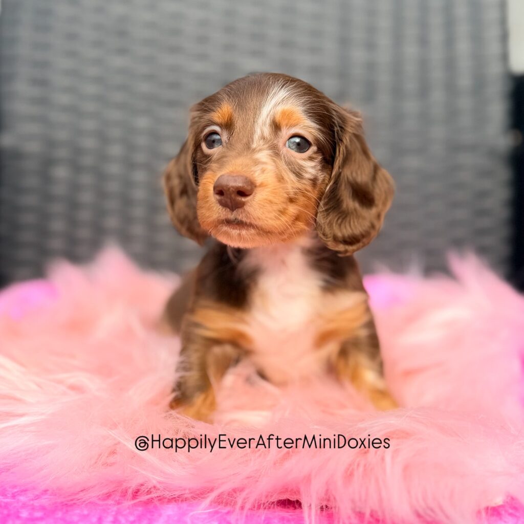 658675251_18051906593709955_700408526805160548_n - Happily Ever After Rabbitry Chocolate and tan miniature longhair dachshund puppy for sale