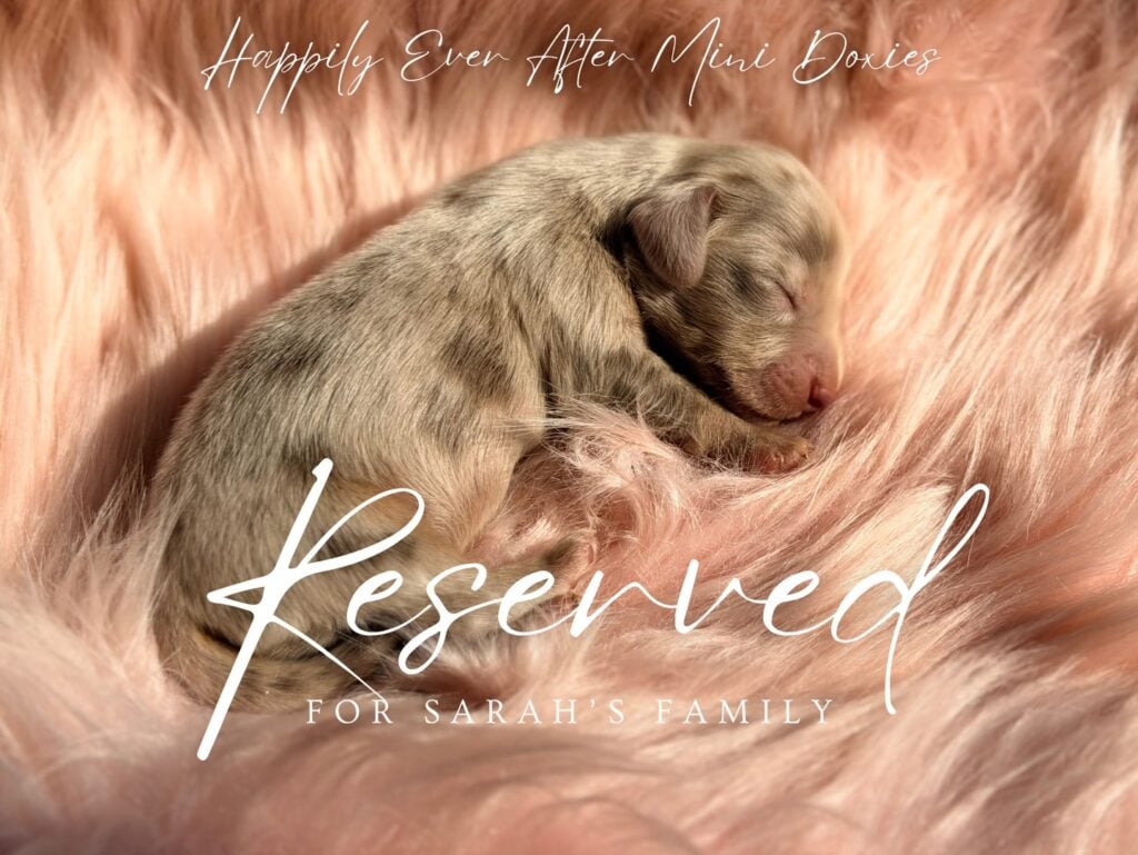 658765035_18053047640709955_3806818451902409251_n - Happily Ever After Rabbitry chocolate and tan dapple miniature longhair dachshund puppies available