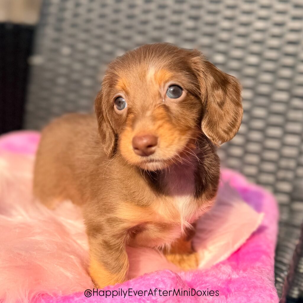 658791093_18051841931709955_5698227787183240228_n - Happily Ever After Rabbitry Long haired mini dachshund puppy sitting on blanket ready for new home