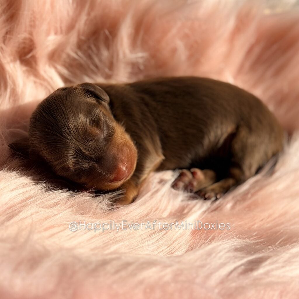 658832899_18052986614709955_1659699974270574933_n - Happily Ever After Rabbitry longhaired chocolate mini dachshund puppy for sale near me