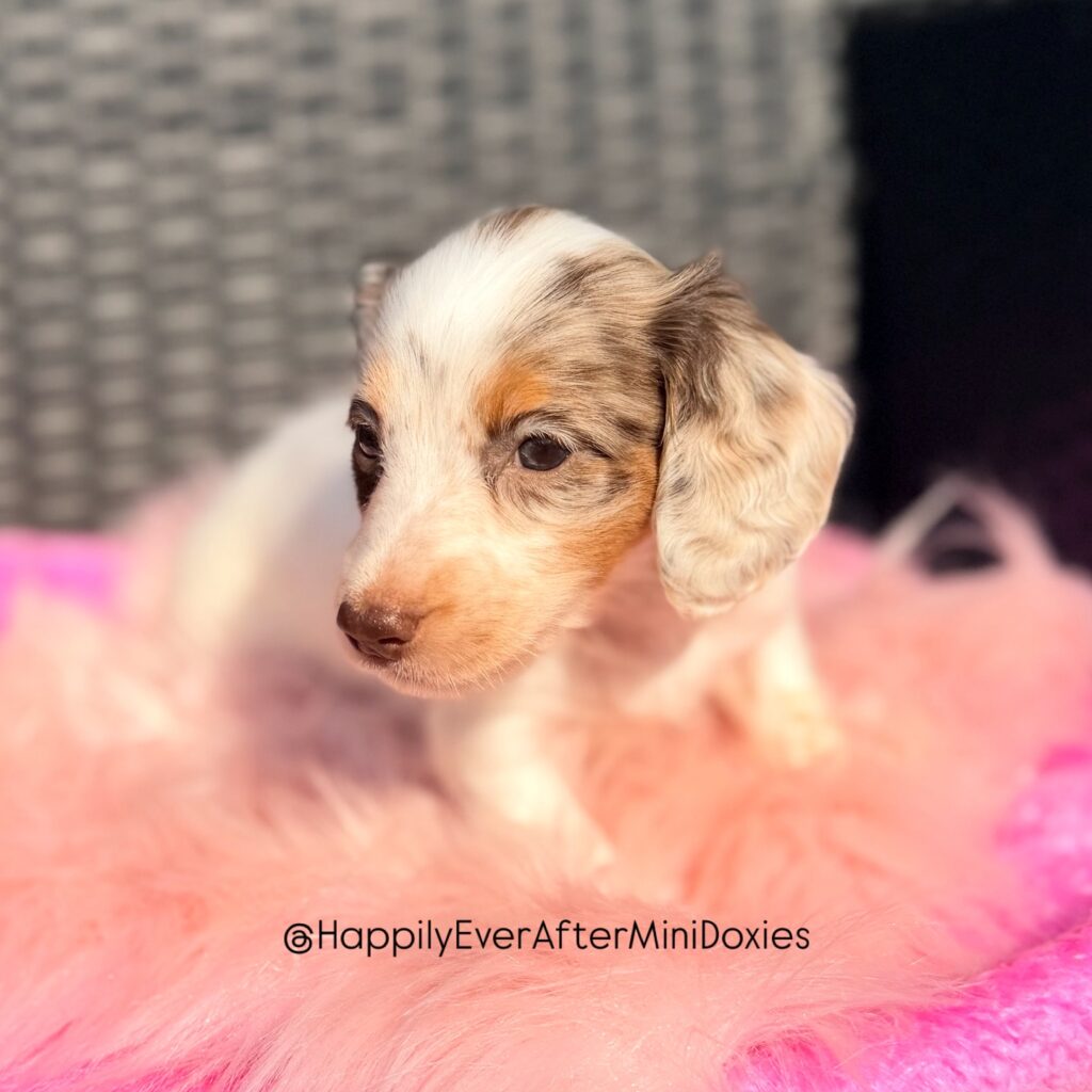 658863063_18051903914709955_8350221374852666650_n - Happily Ever After Rabbitry Adorable miniature long haired dachshund puppy looking at camera