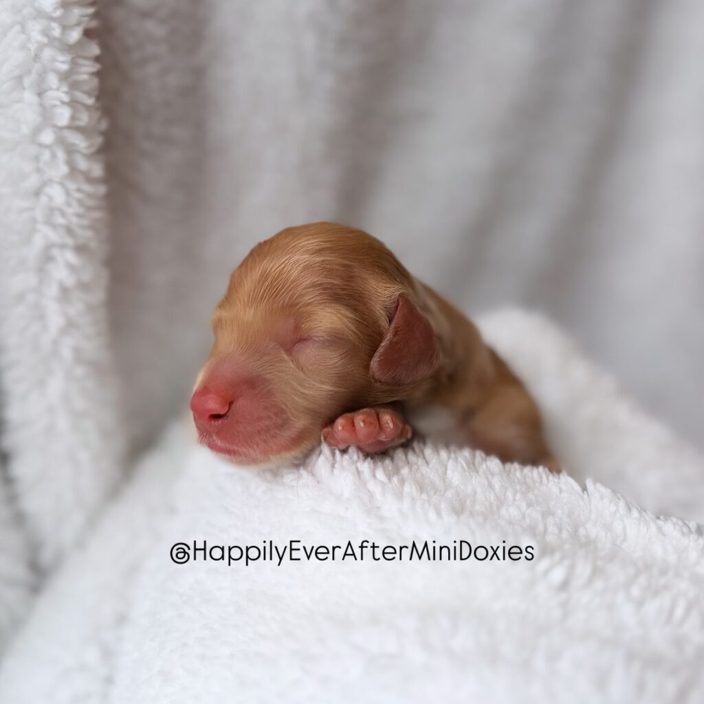 658896390_18052708904709955_2962498513523587360_n - Happily Ever After Rabbitry mini dachshund longhair color patterns red cream black and tan chocolate sable dapple piebald