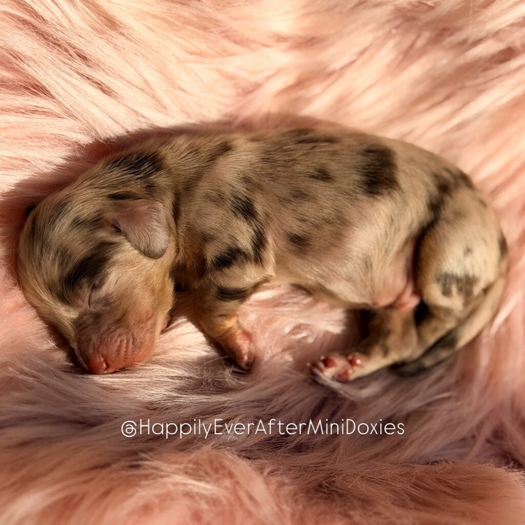 658966283_18052983362709955_6586163556058119973_n - Happily Ever After Rabbitry chocolate and tan longhair dapple mini dachshund puppies for sale