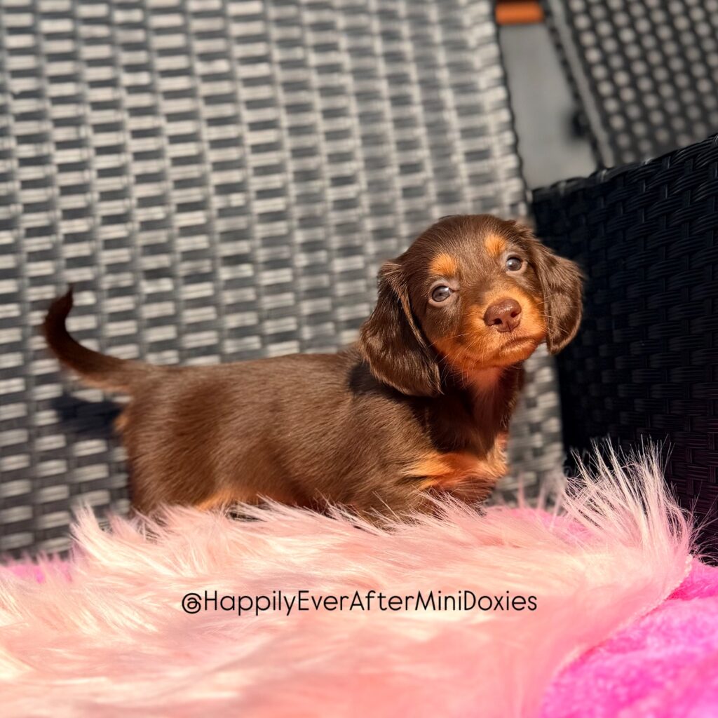 659487806_18051798722709955_2606072680654031929_n - Happily Ever After Rabbitry high quality chocolate and tan longhair dachshund puppies