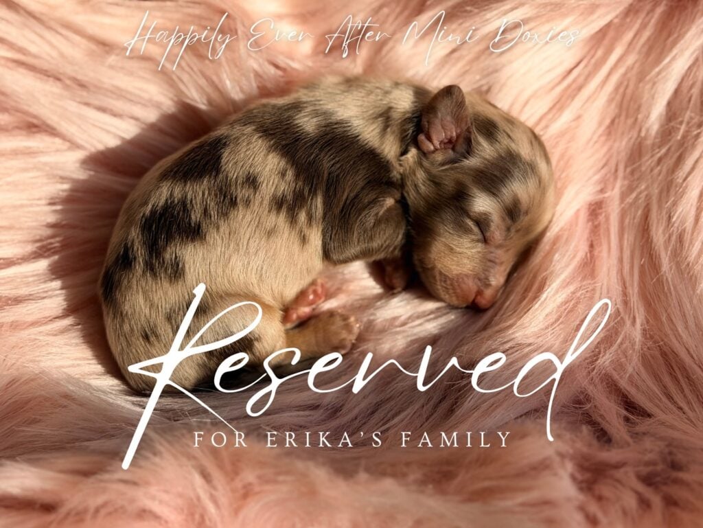 659556431_18053047523709955_2714341464781938225_n - Happily Ever After Rabbitry chocolate and tan longhair dapple mini dachshund puppies for sale