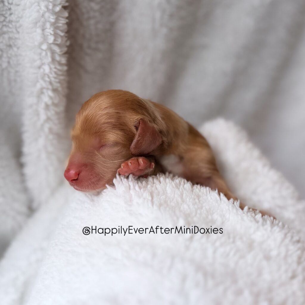 662279744_18052708892709955_1447448316208007701_n - Happily Ever After Rabbitry mini dachshund longhair color patterns red cream black and tan chocolate sable dapple piebald