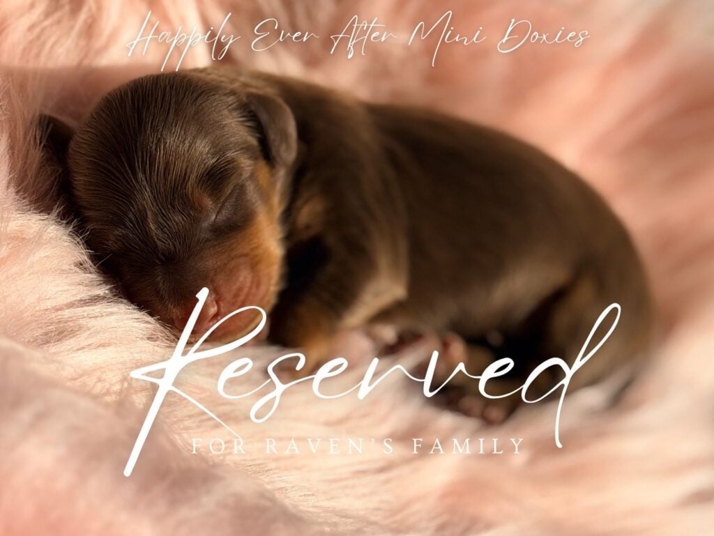 662876693_18053047604709955_9190843393442674865_n - Happily Ever After Rabbitry longhaired chocolate mini dachshund puppy for sale near me