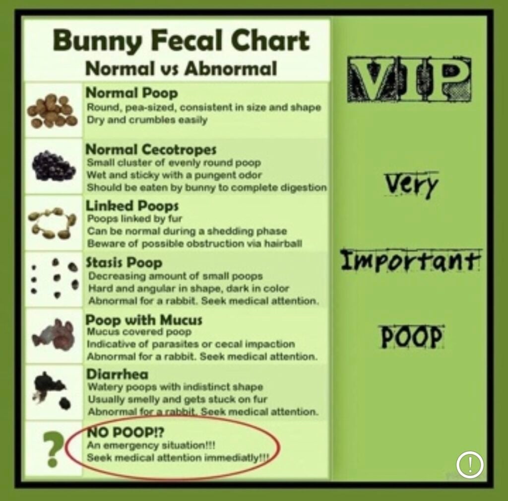Screenshot - Happily Ever After Rabbitry Poster-style infographic titled 'Bunny Fecal Chart: Normal vs Abnormal' listing rabbit poop types (Normal Poop, Cecotropes, Linked Poops, Stasis Poop, Poop with Mucus, Diarrhea) and an emphasized 'NO poop?' emergency note with a red circle.