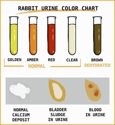 RABBIT-urine-COLOR-CHART-945x1024 - Happily Ever After Rabbitry Rabbit urine color chart with five tubes: Golden, Amber (Normal), Red, Clear, Brown (Dehydrated) and bottom-row icons for normal calcium, bladder sludge, and blood in urine.