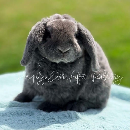 03340543-55cc-413d-959e-62a0c2d1a949 - Happily Ever After Rabbitry Discover local cuteness - Rabbits for sale near me, your sweet companions nearby!