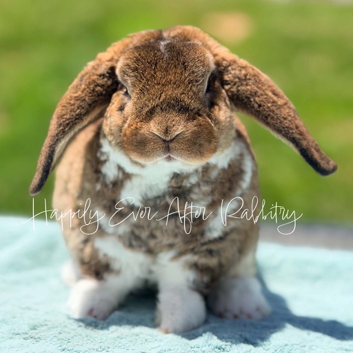103286bc-25e1-48b4-b188-ad842f1223df - Happily Ever After Rabbitry rabbits for sale near me