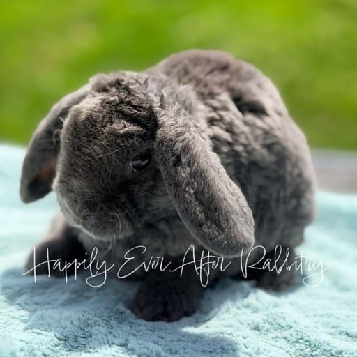 11507e2f-94f4-446d-9b0b-12c1bf85408f - Happily Ever After Rabbitry Irresistible bunnies ready for adoption