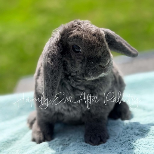 1be435d8-89eb-44d5-afc4-04f3f55eb1e9 - Happily Ever After Rabbitry Irresistible bunnies ready for adoption