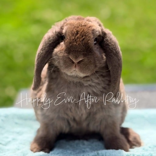 3324894a-3f2a-4f1b-9f8d-f390dd378889 - Happily Ever After Rabbitry Explore charming bunnies available for purchase